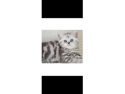 Asil Silver British Shorthair Ns24
