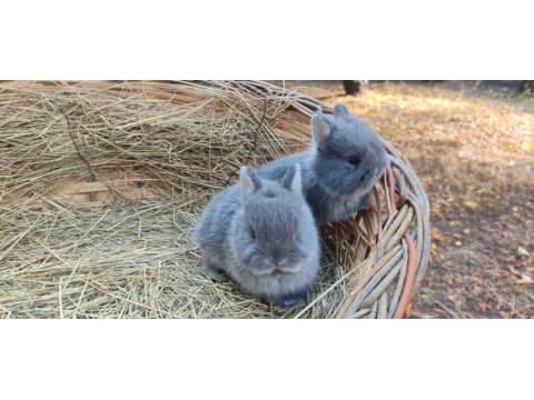 Netharlend Darbe (Cüce Tavşan)