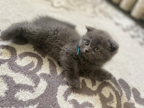 British Shorthair Kedimiz