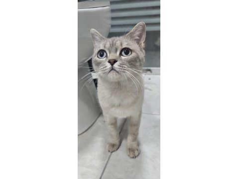 Kedimiz Çok Tatlıdır Ücretsiz