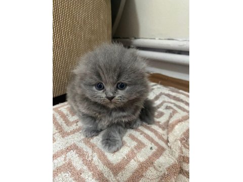 Brıtısh Shorthair Dişi Ve Erkek