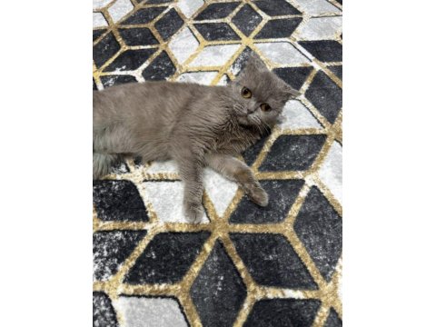 Scottish Fold Lara Kızımıza Sıcacık Bir Yuva Geçiçi Evinden Gerçek Ailesine