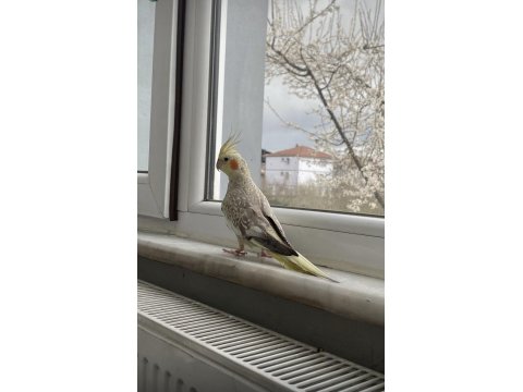 Yavru Sultan Papağanları