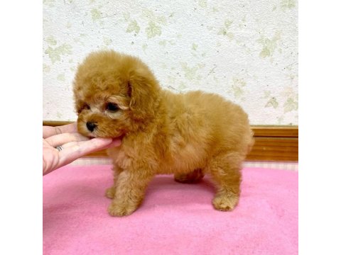 F2 Maltipoo Yavruları