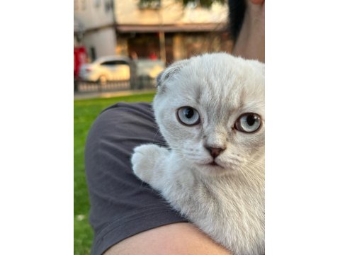 Güzeller Güzeli Bebiş Kediler