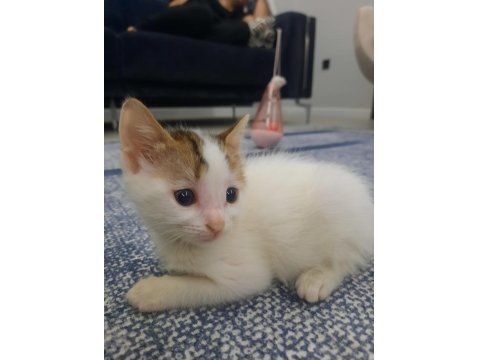 Ücretsiz Kedimizi Sahiplendirme