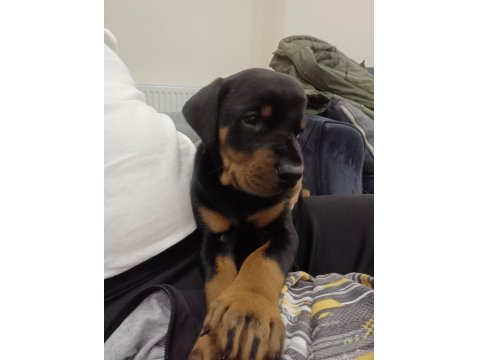 Europan Doberman Yavruları