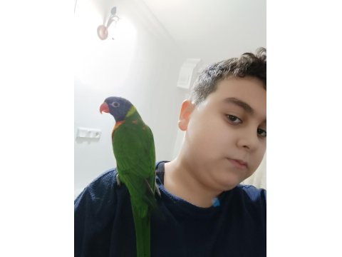 İlgi Bağımlısı Lori Papağanı