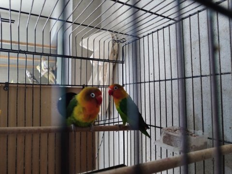 Hazır Takım Sevda Papağanı