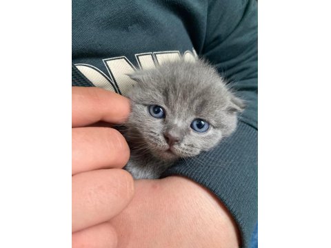 Brıtısh Shorthair Dişi Ve Erkek