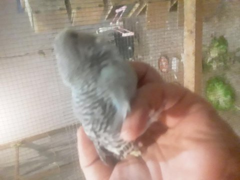 35 Günlük Yeni Yeme Düşmüş Muhabbet Kuşu Uyguna