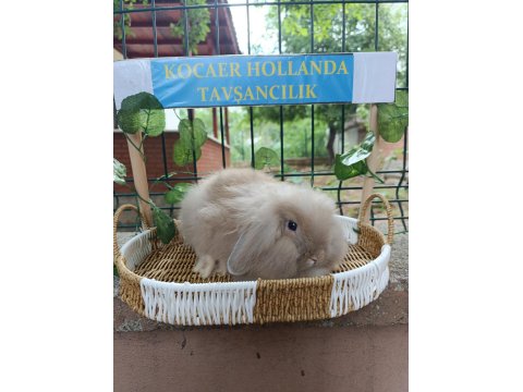 Hollanda Teddy Lop 2 Aylık Tavşan Yavrular
