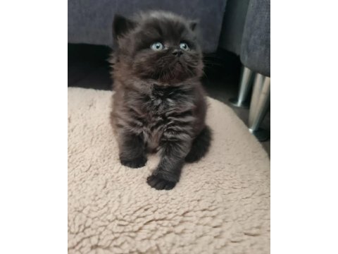 Çok Tatlı Oğlumuza Erkek Kedimize Yuva