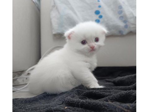 Böylesini Kediyi Zor Bulursun