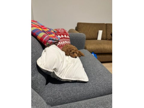 2,5 Aylık Toy Poodle Dişi