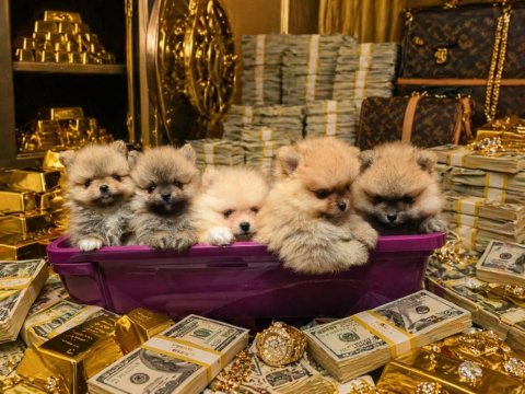 Üst Düzey Pomeranian Boo