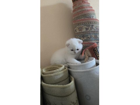 Sevimli Scottish Fold Kedim