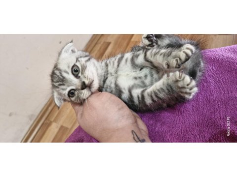 2 Aylik Scottish Fold