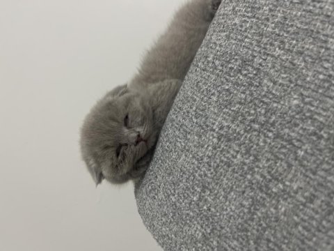 1.5 Aylık Dişi Yavru Scottish Fold