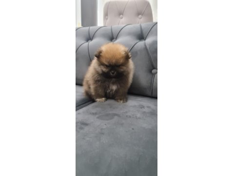 60 Günlük Pomeranian Yavruları