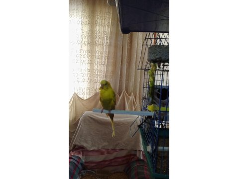 Dişi Ve Erkek Muhabbet Kuşu Yumurtaları İle