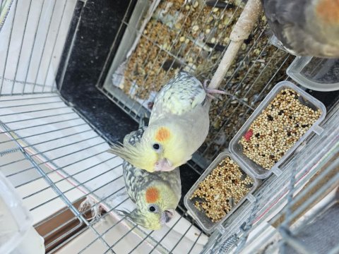 Yeni Yeme Düşmüş Sultan Papağanı Yavrular