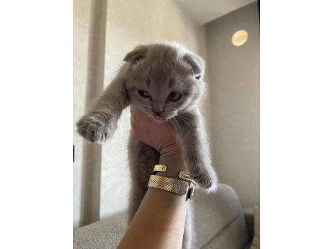 Scottish Fold Yavru 1,5 Aylık