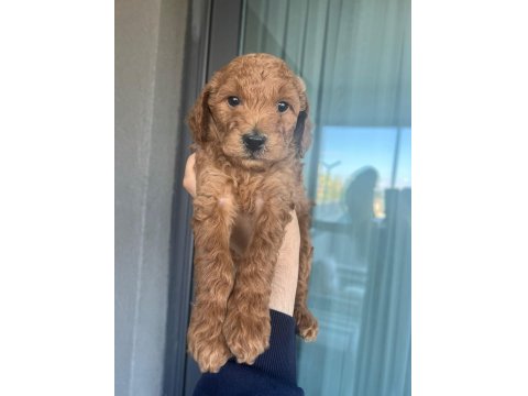 Poodle Kendi Yavrularımız