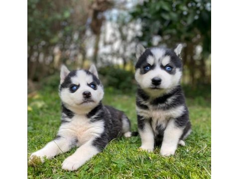 Mavi Göz Safkan Husky Yavrular