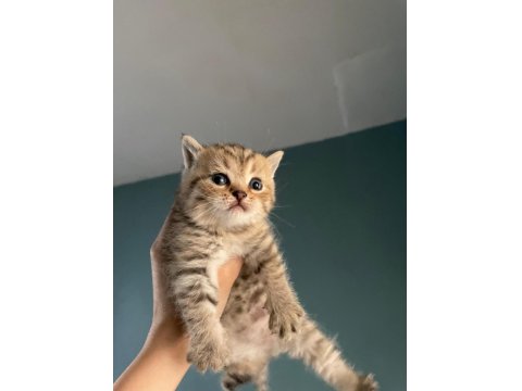 British Golden British Shorthair Yavrular