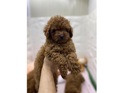 Erkek Dişi Toy Poodle Yavrularımız