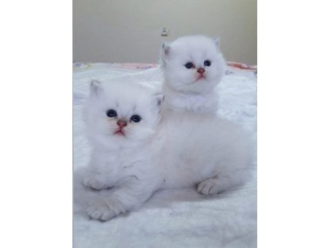 British Longhair Golden Point Dişi Erkek