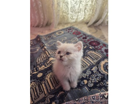 British Semi Longhair