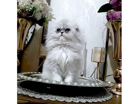 Scottish Fold Longhair Silver Dişi