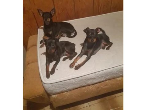 Sıfır Numara Pinscher Yavrularımız