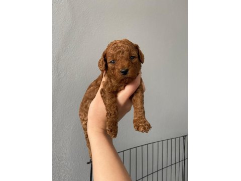 Toy Poodle 9 Mart Doğumlu