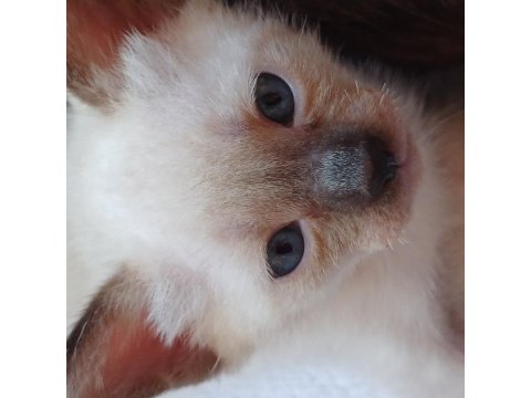 Siyam Kedisi Yavrular