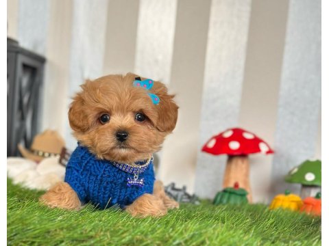 Maltipoo Köpeği Yavrular