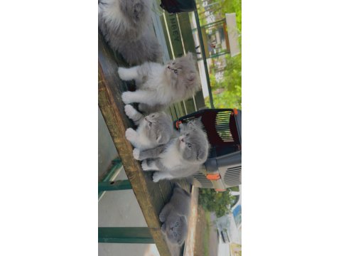 Scottish Tatlılıklar