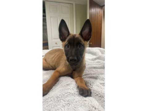 İnme İndiren Belçika Kurdu