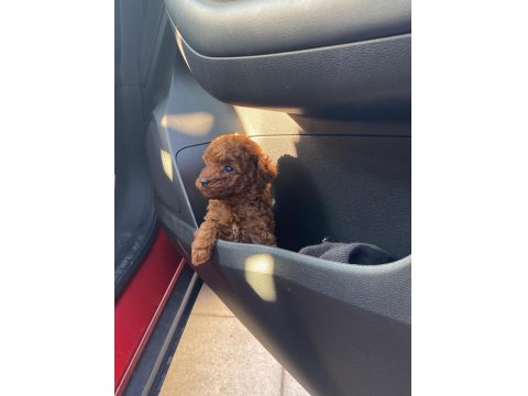 50 Günlük Dişi Kore Toy Poodle