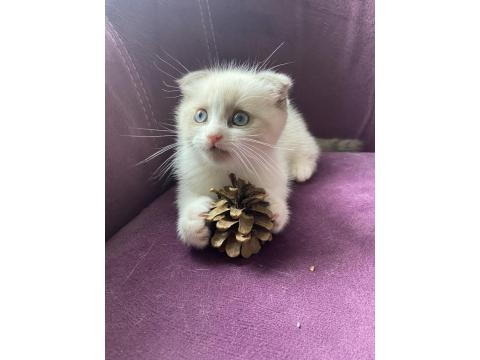 Scottish Fold Sevimli Kedi Yavrusu