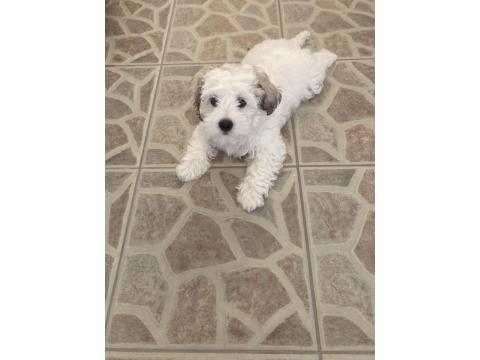3 Aylık Dişi Maltipoo Yavrumuz Yeni Yuvasını Arıyor