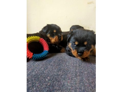 Koca Kafa Rottweiler Yavrular Xxl