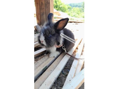 Renkli Cins Tavşan Yavruları
