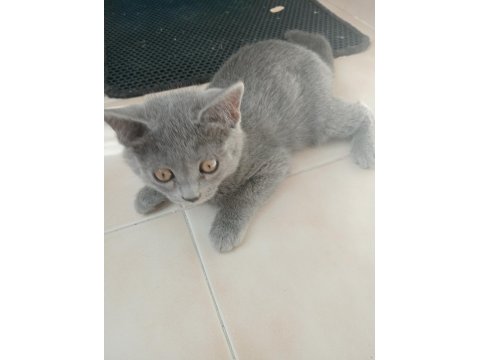 British Shorthair Kediler