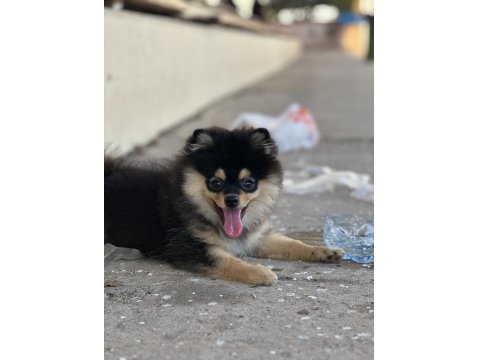 4 Aylık Dişi Pomeranian