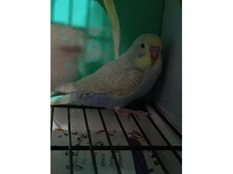 2 Aylık Erkek Rainbow Yavru Muhabbet Kuşu