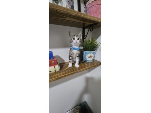 Ücretsiz 2 Aylık Kedilerimi Sahiplendirme