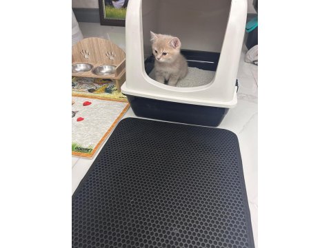 2 Aylık British Yavrumuz